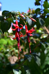 Quiver fuchsia flower