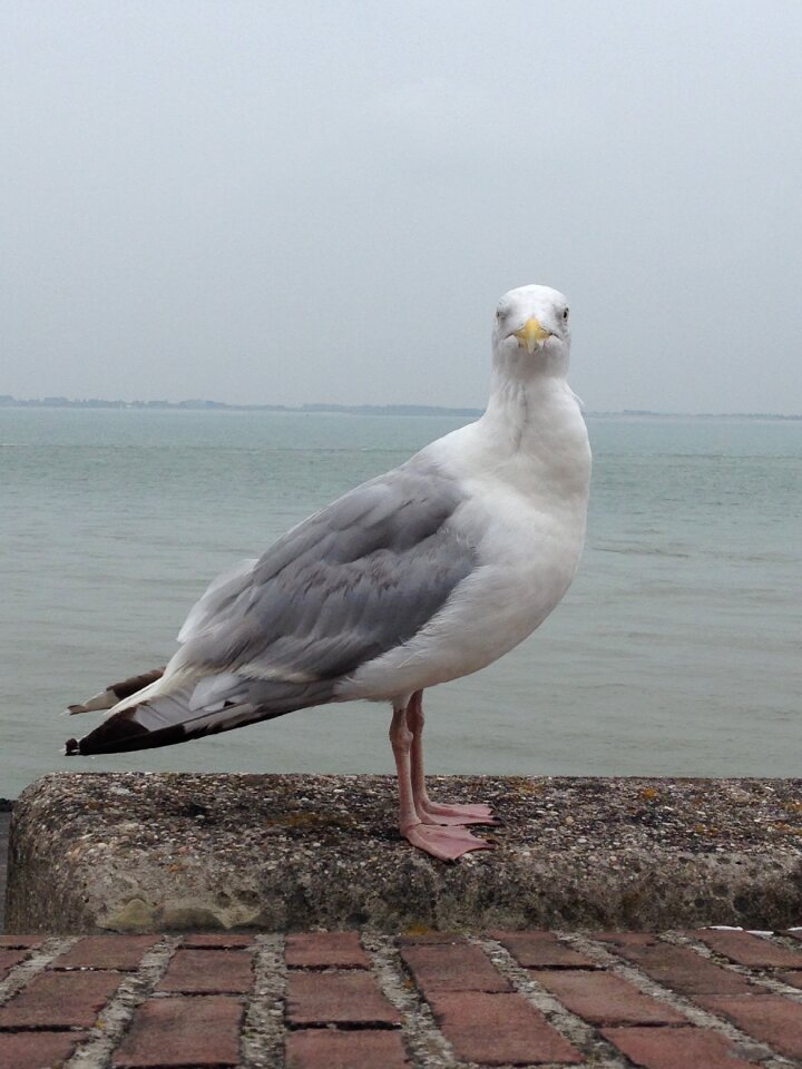 Beach bird netherlands