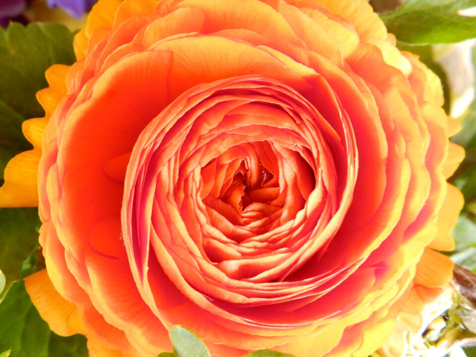Blossom bloom orange