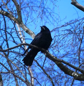 Crow's nests birds nest photo