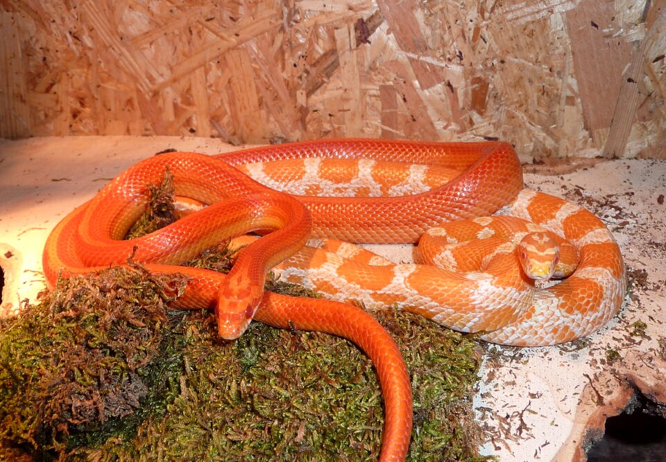 Non toxic scale reptile