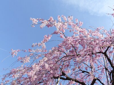 Flower nature cherry photo
