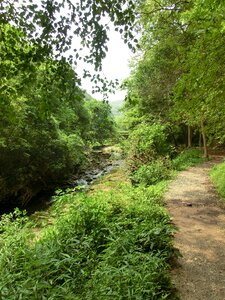 Trail foliage sunlight photo