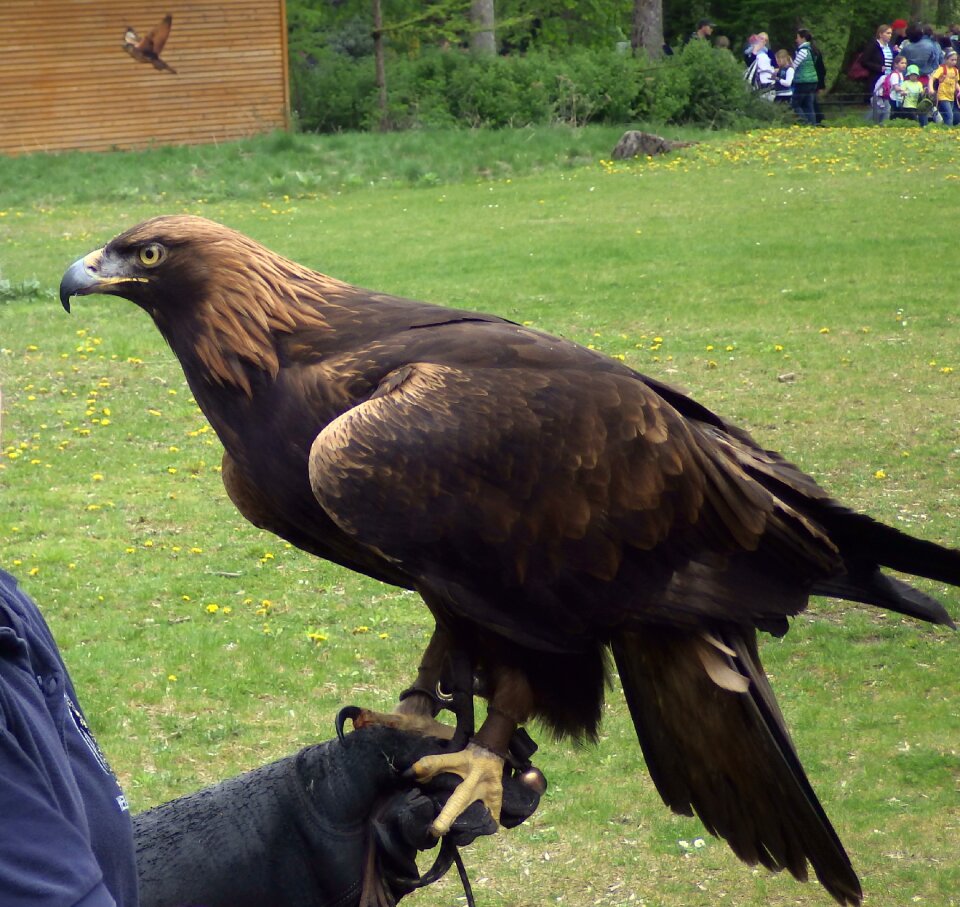 Zoo bird's eye view adler