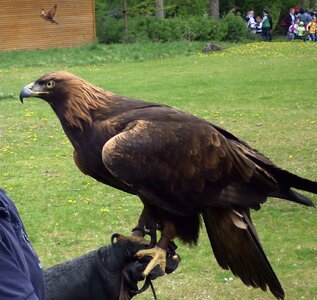 Zoo bird's eye view adler