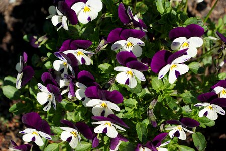 Bloom plant nature