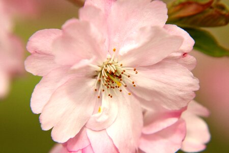 Spring bloom pink photo