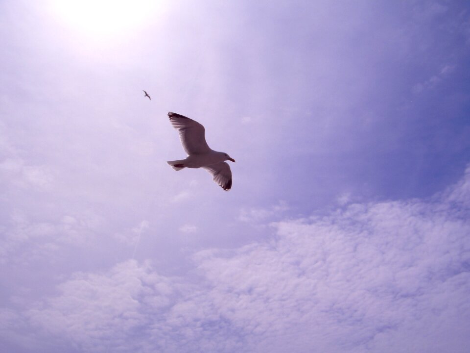 Flight animals species