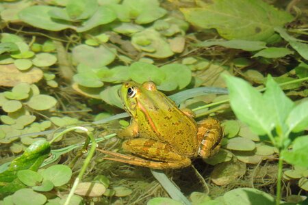 Frog national park nature photo