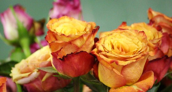 Bouquet of roses pink orange photo