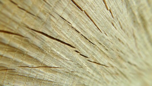 Timber pattern brown photo