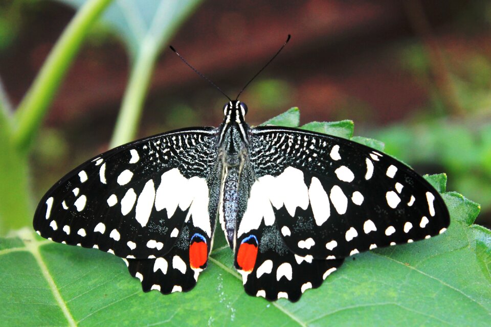 Insect animal