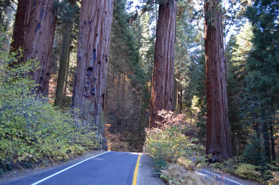 Trees forest california photo
