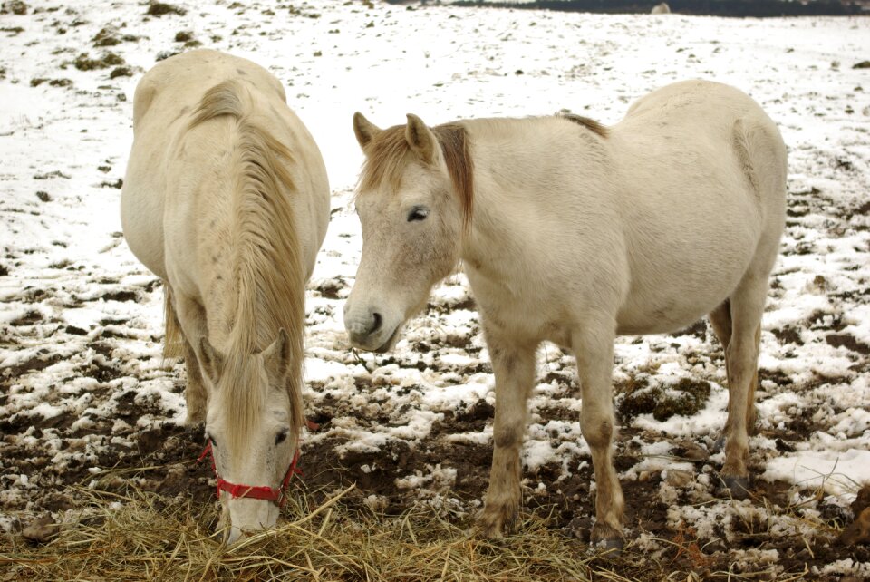 Horse halla landscape