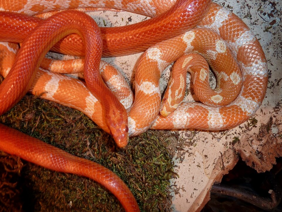 Non toxic scale reptile