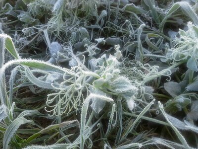 Cold hoarfrost grass photo