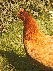 Farm poultry animal photo