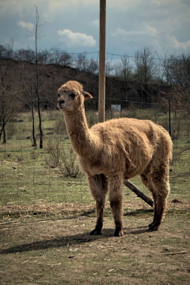 Summer zoo quarry