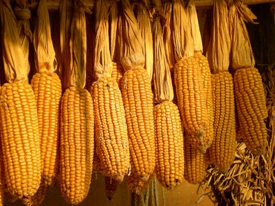 Corn harvest dry