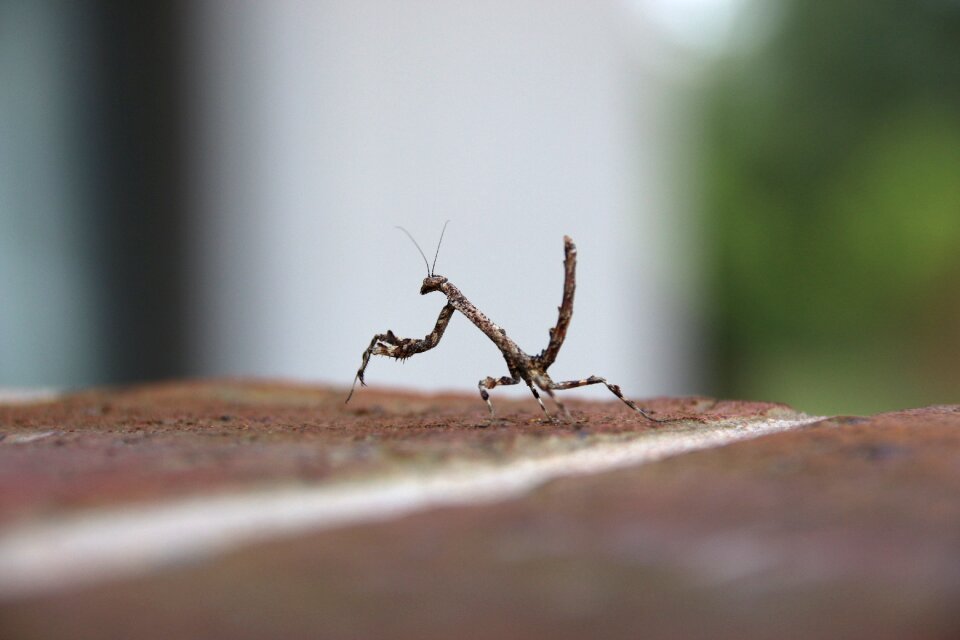 Pray mantis close-up