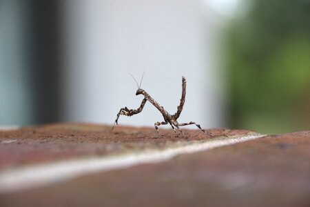 Pray mantis close-up