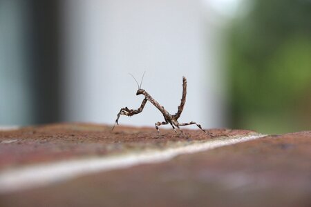 Pray mantis close-up photo