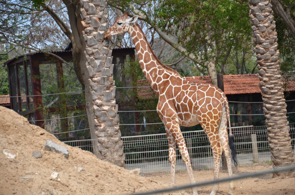 Zoo tree