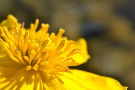 Pond yellow petals