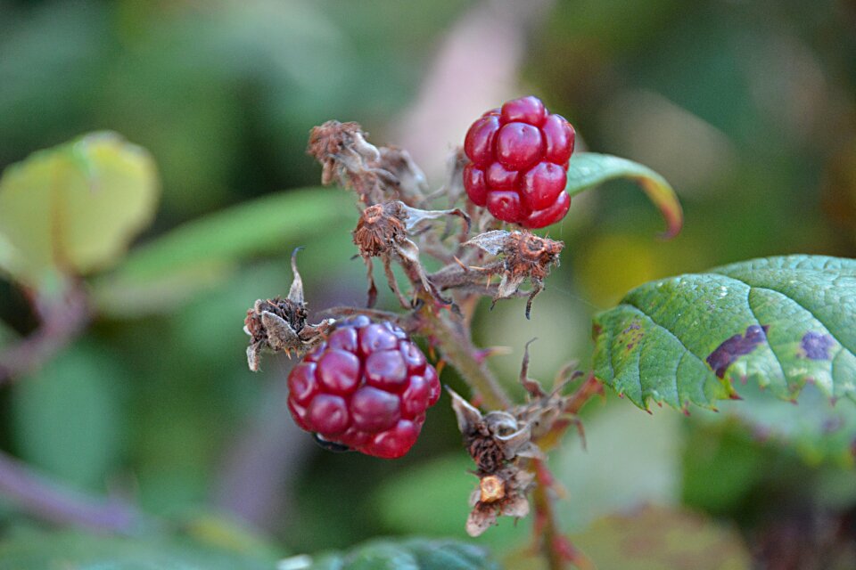 Collection red fruits nature