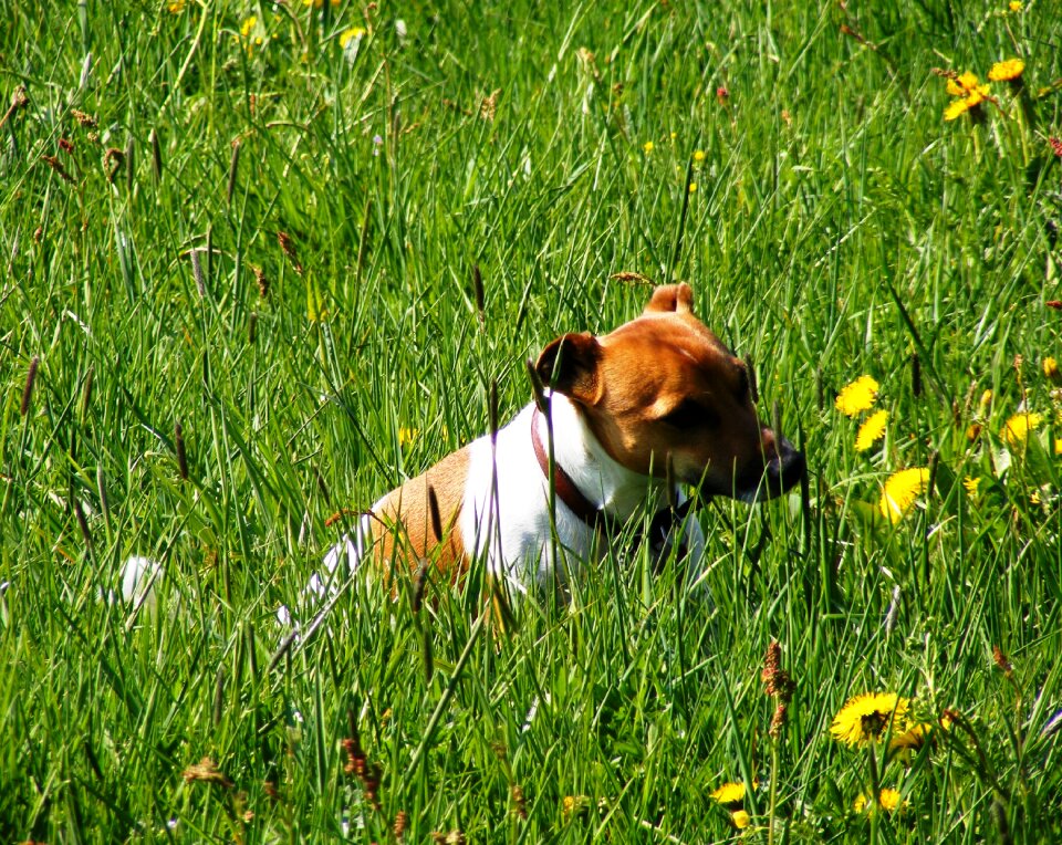 Animal small dog nature