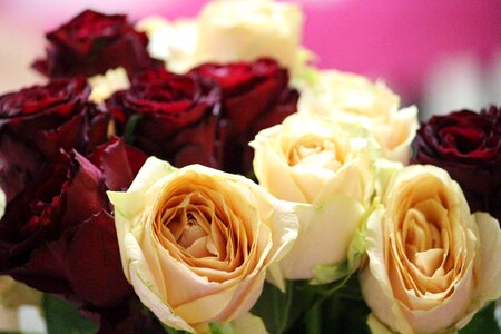 Bouquet of roses red salmon