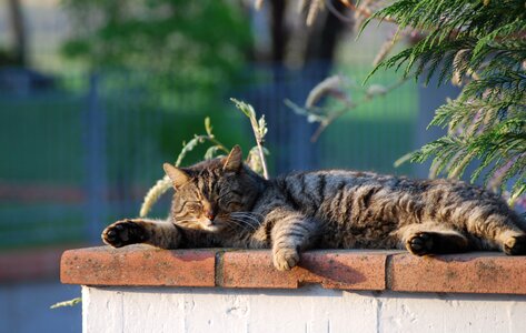 Cat snoozing flat sole