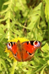 Butterfly dandelion peacock photo