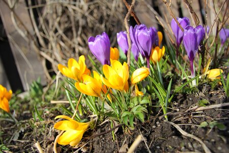 Flower purple yellow
