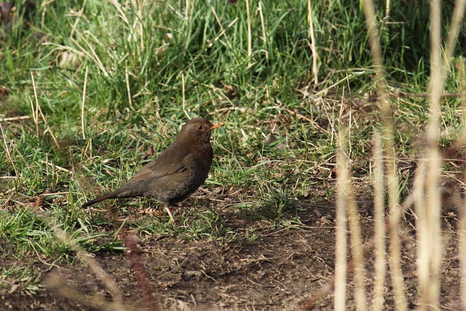 Blackbird brown eye
