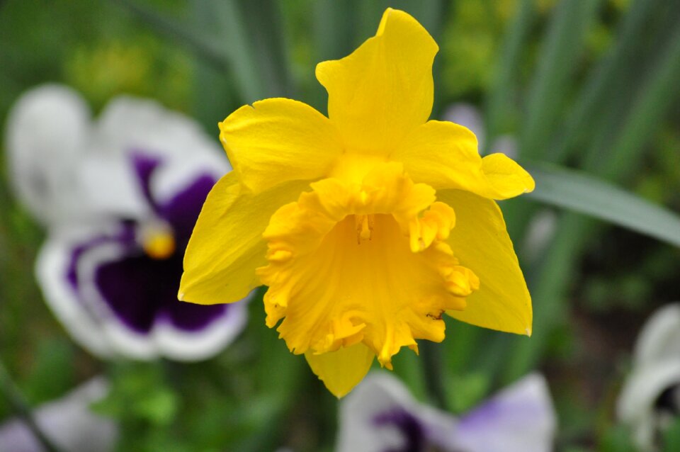 Nature tulipa tulip