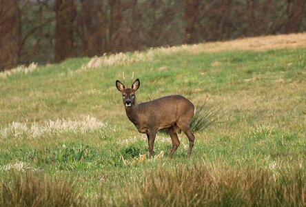 Forest graze animals photo