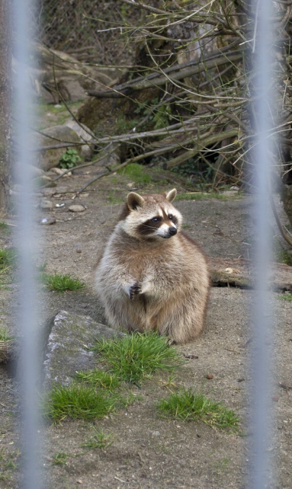 Zoo animal sweet