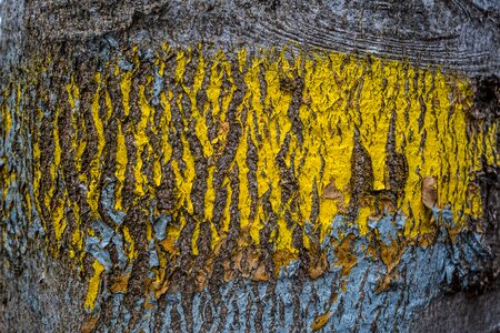 Yellow wood diker sanders