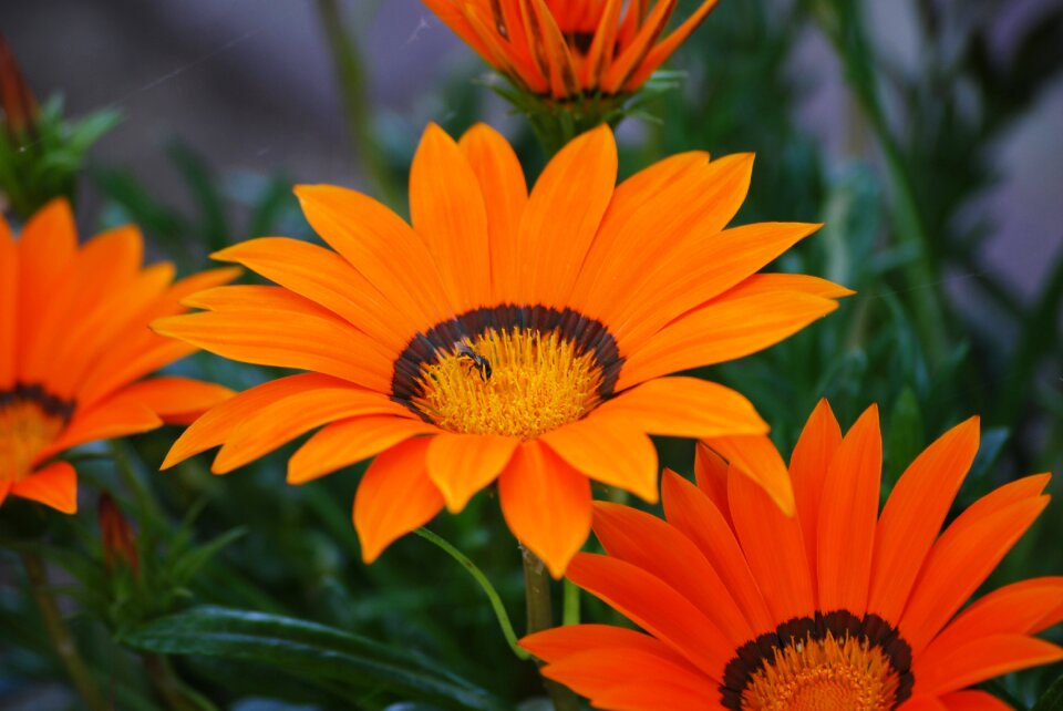 Bloom orange flower bee