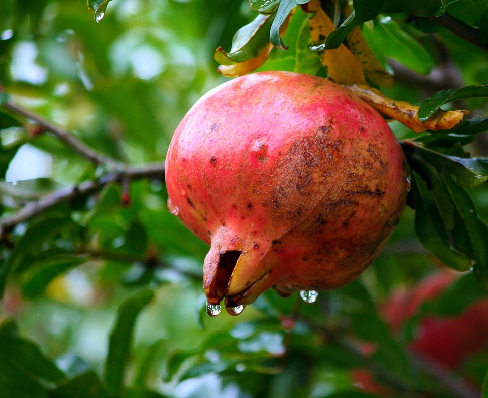 Food leaves ripe