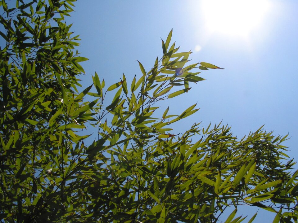 Yàn sun bamboo