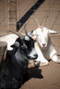 White animal mammal
