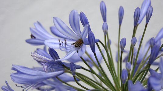 Insect summer honey photo