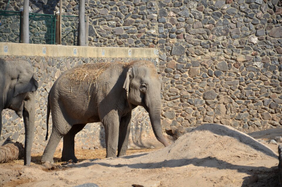 Zoo animal