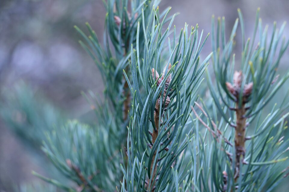 Green shots conifers