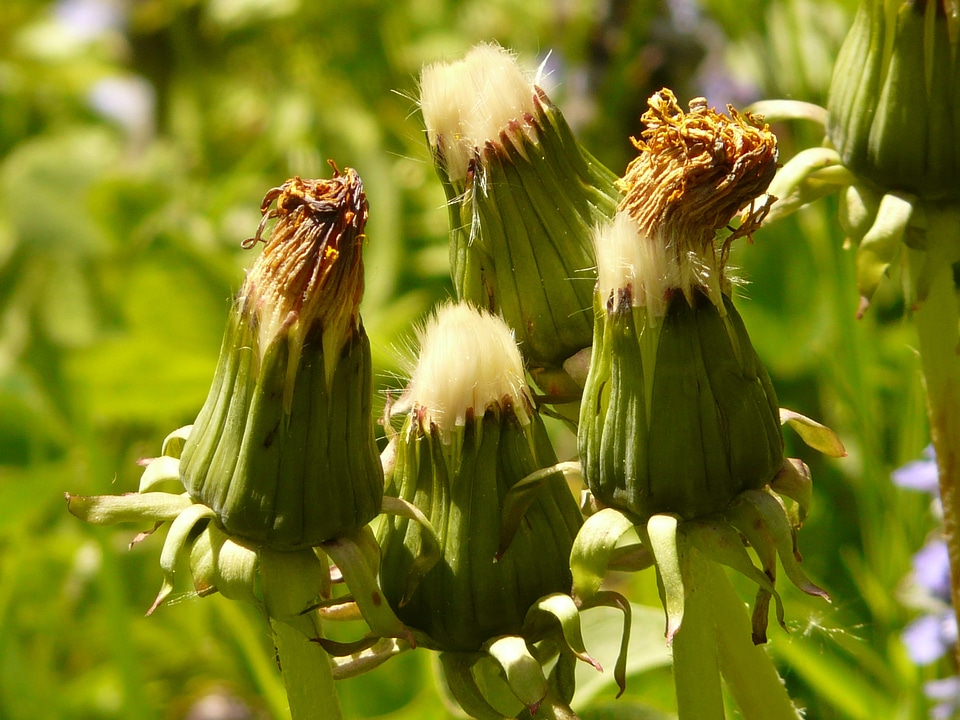 Faded taraxacum sect ruderalia dandelion