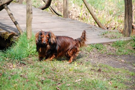 Dog friends animal photo