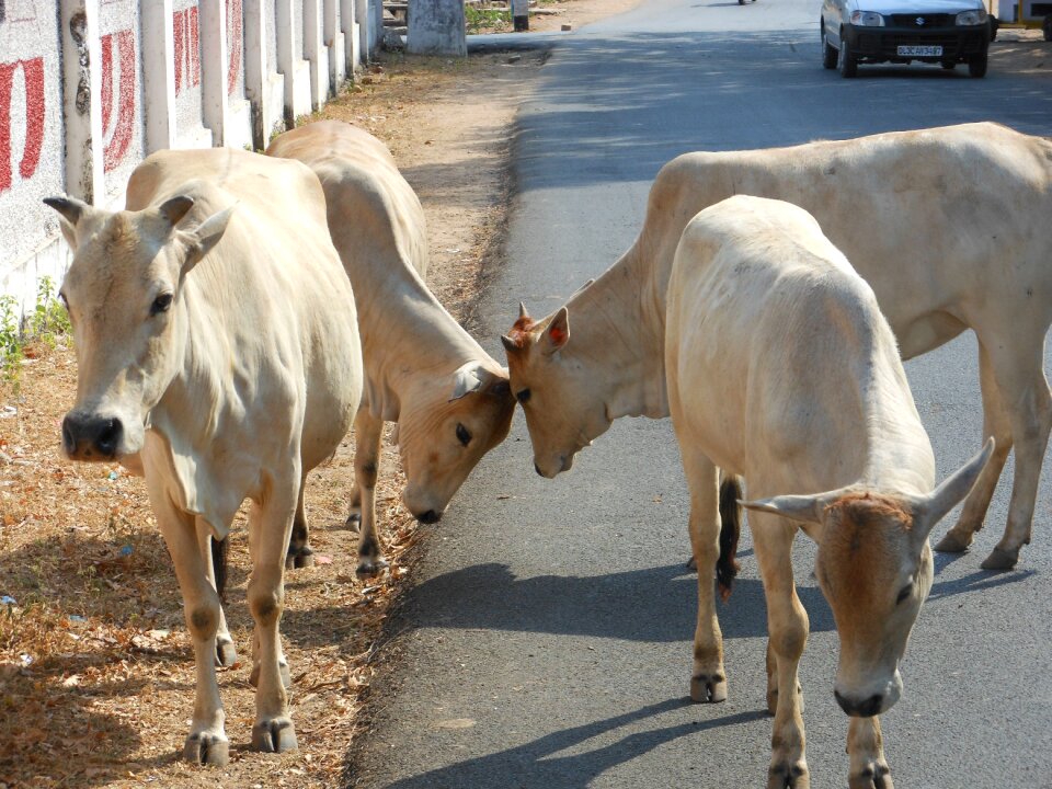 Culture cattle hindu