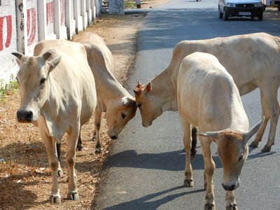 Culture cattle hindu